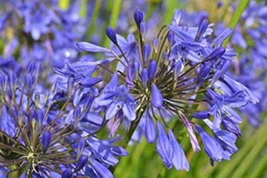Agapanthus Lapis N0.jpg